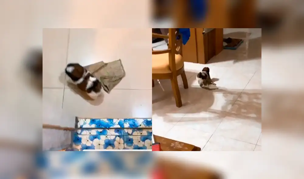 Mira la secuencia del video deslizando la imagen. Foto: kobipupper/TikTok