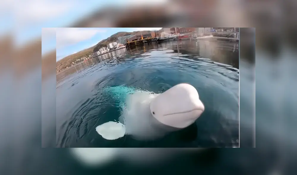 Kayakista fue sorprendido por el travieso animal, sin imaginar su insólita conducta cuando ya daba por perdido su preciado objeto