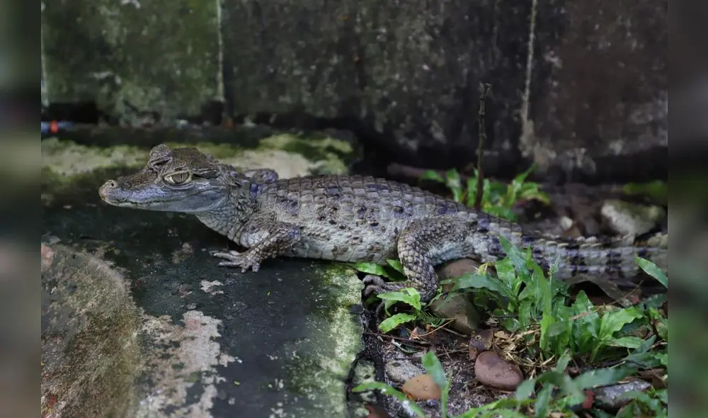 Conoce el Parque Natural de Pucallpa, un zoológico en medio de la selva [FOTOS]