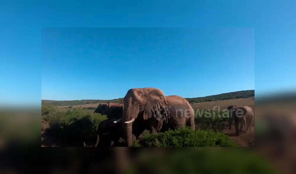 Desliza hacia la izquierda para ver las imágenes del safari que se volvió viral en YouTube. Desliza hacia la izquierda para ver las imágenes del safari que se volvió viral en YouTube.