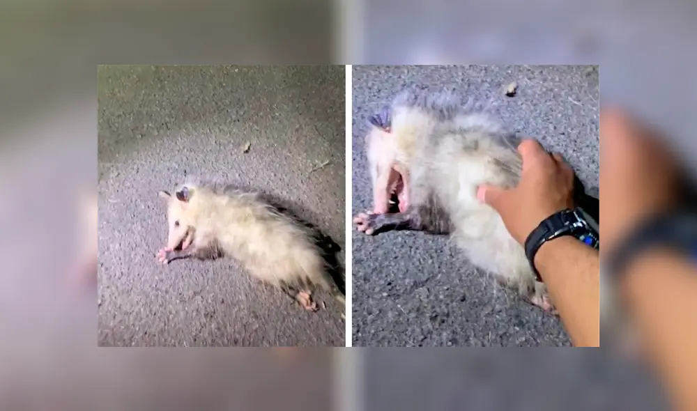 Desliza las imágenes para observar el comportamiento de una zarigüeya al tener cerca a un hombre. Foto: Caters Clips. Desliza las imágenes para observar el comportamiento de una zarigüeya al tener cerca a un hombre. Foto: Caters Clips.