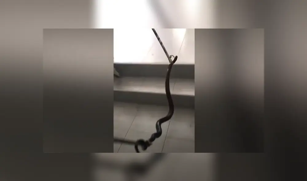 Desliza hacia la izquierda para ver las imágenes del viral de YouTube. Foto: Captura. Desliza hacia la izquierda para ver las imágenes del viral de YouTube. Foto: Captura.