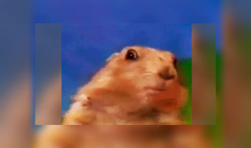 Meme del gato ‘me dijiste que tenías’ y otros animales que se volvieron virales en redes sociales Meme del gato ‘me dijiste que tenías’ y otros animales que se volvieron virales en redes sociales