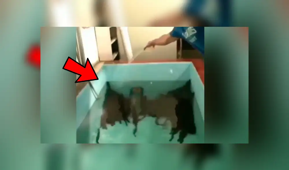 YouTube viral: arroja sal a pozo de agua y cientos de misteriosas ‘criaturas’ emergen de las profundidades YouTube viral: arroja sal a pozo de agua y cientos de misteriosas ‘criaturas’ emergen de las profundidades