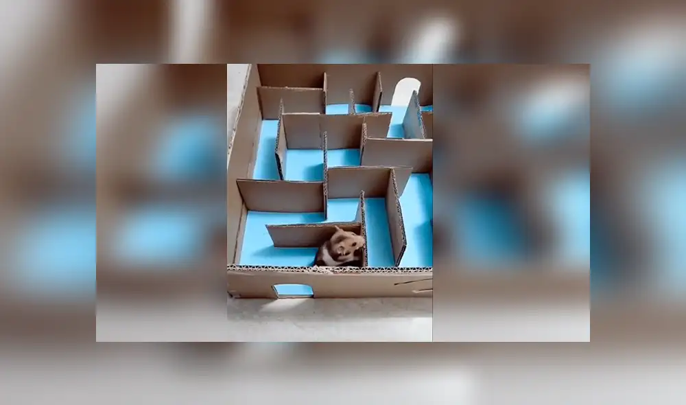 Desliza para ver el desenlace de este video viral de YouTube. Foto: Captura. Desliza para ver el desenlace de este video viral de YouTube. Foto: Captura.