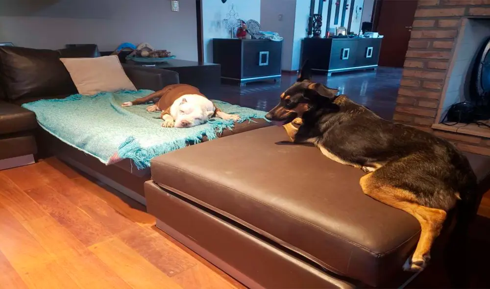 Desliza las imágenes para conocer a Caipirinha, el perrito héroe que salvó a su compañera de un fatal desenlace. Foto: captura de Facebook