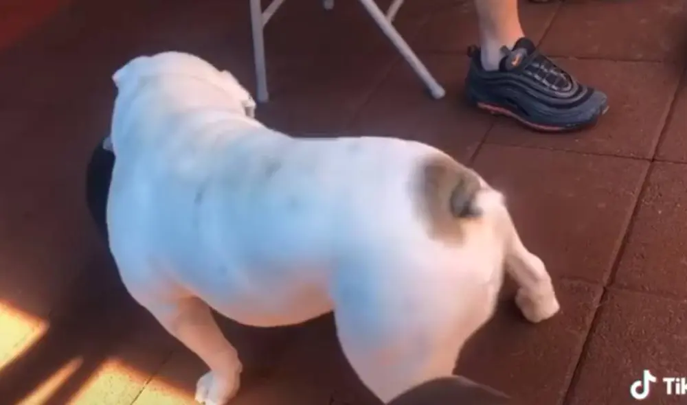 Desliza para ver los mejores pasos del perro. Foto: Captura/Facebook Desliza para ver los mejores pasos del perro. Foto: Captura/Facebook