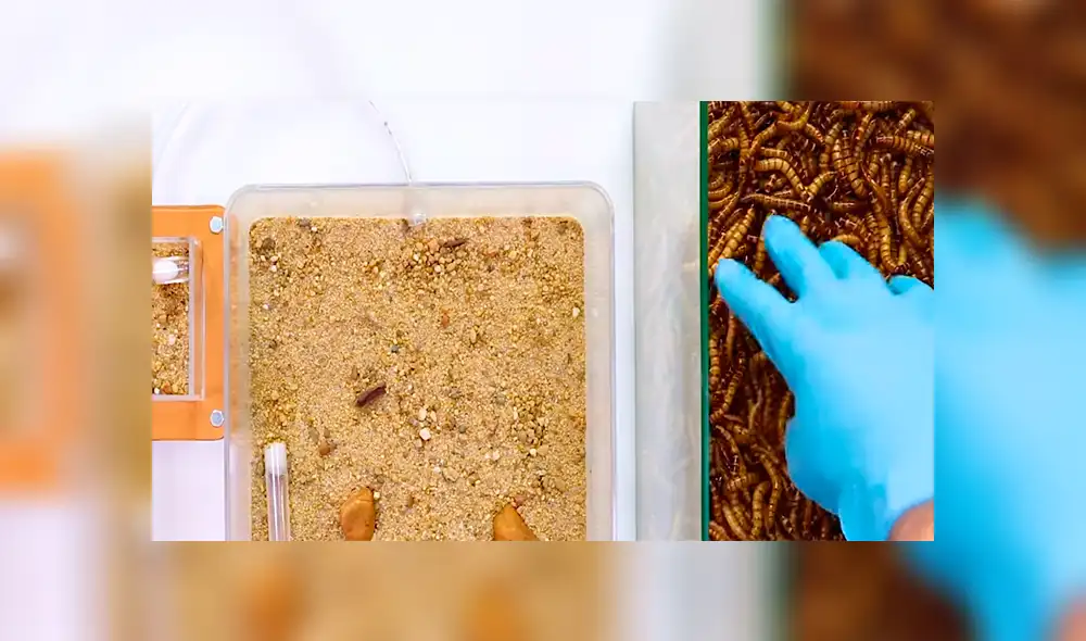 YouTube viral: supergusanos carnívoros y hormigas de fuego tienen enfrentamiento que causa furor en las redes [VIDEO]