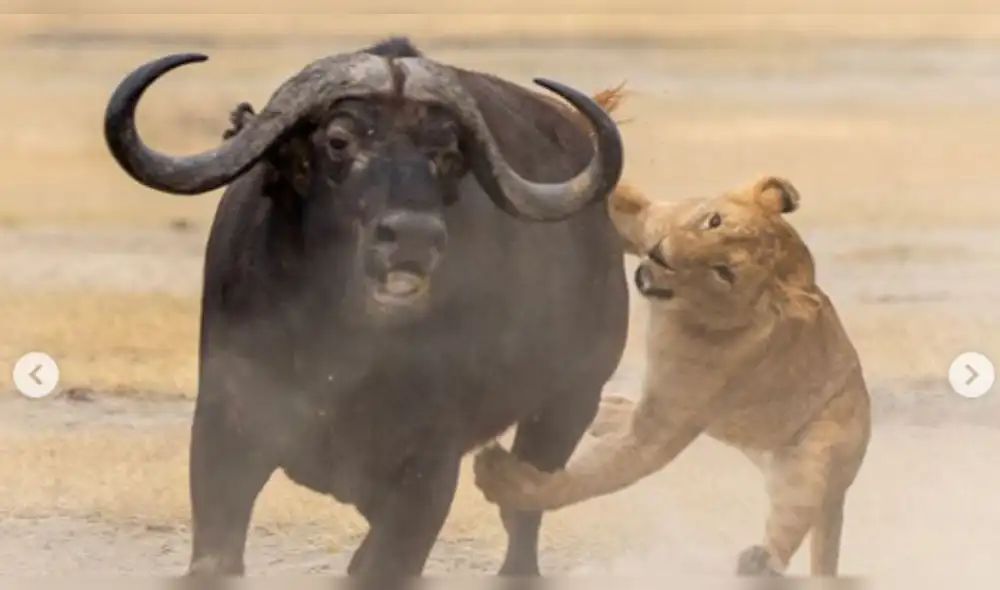 Leona intenta cazar a un búfalo para enseñarle a sus cachorros pero sucede lo imprevisto [FOTOS]