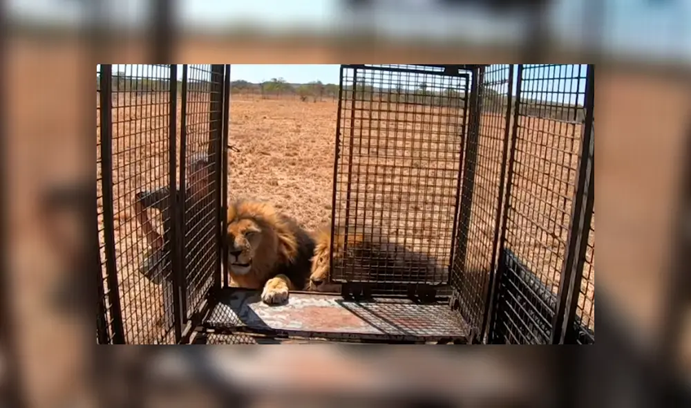 Desliza hacia la izquierda para ver el encuentro de un hombre con dos leones dentro de una jaula, escena que es viral en YouTube.