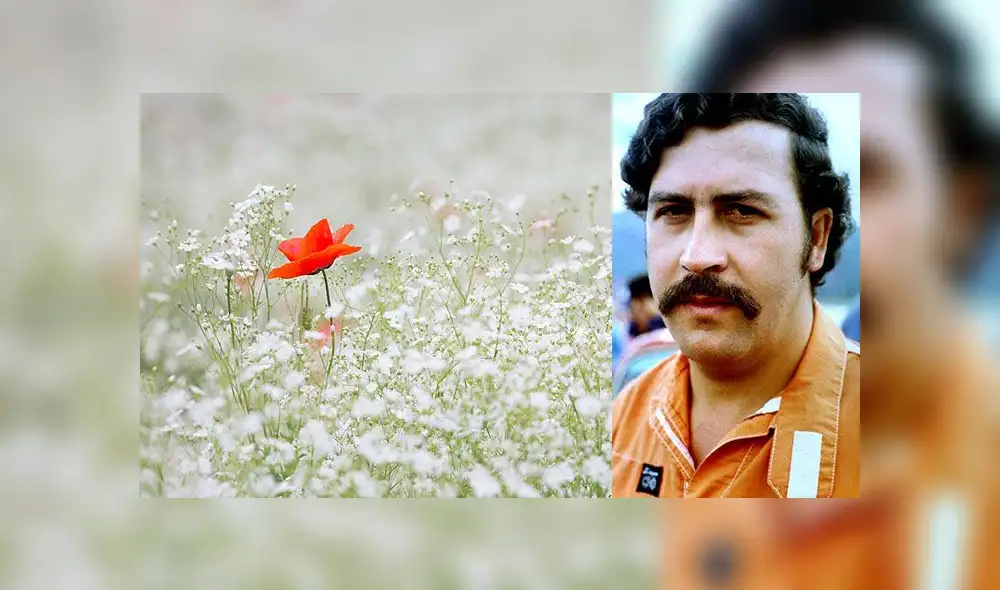 El enemigo de Pablo Escobar que cultivó amapolas para crear un imperio de heroína