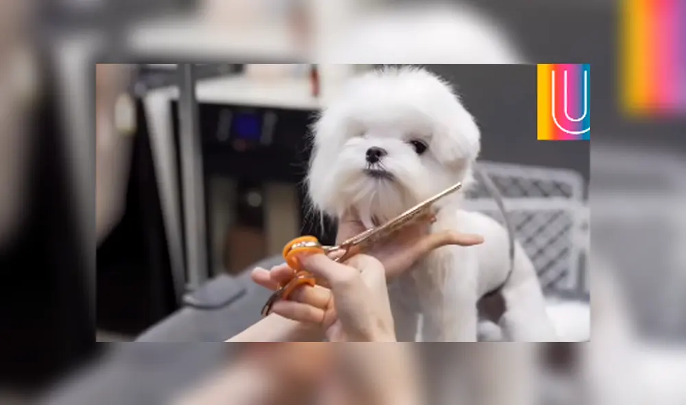 Desliza hacia la izquierda para ver el nuevo cambio de 'look' de un perro que se volvió famoso en Facebook. Desliza hacia la izquierda para ver el nuevo cambio de 'look' de un perro que se volvió famoso en Facebook.