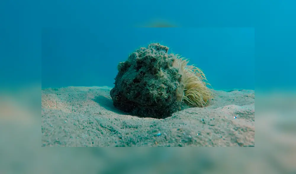 YouTube viral: Buzo queda aterrado al descubrir una misteriosa criatura marina que parece una roca [VIDEO]