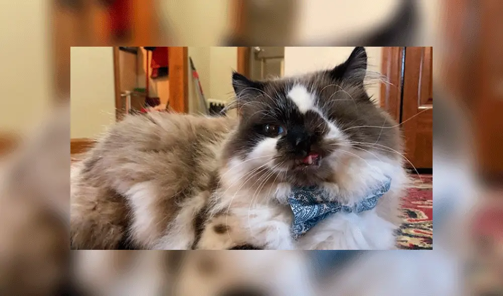 El animal posee labio leporino y la mandíbula torcida. Foto: cricket_the_one_eyed_cat / Instagram. El animal posee labio leporino y la mandíbula torcida. Foto: cricket_the_one_eyed_cat / Instagram.