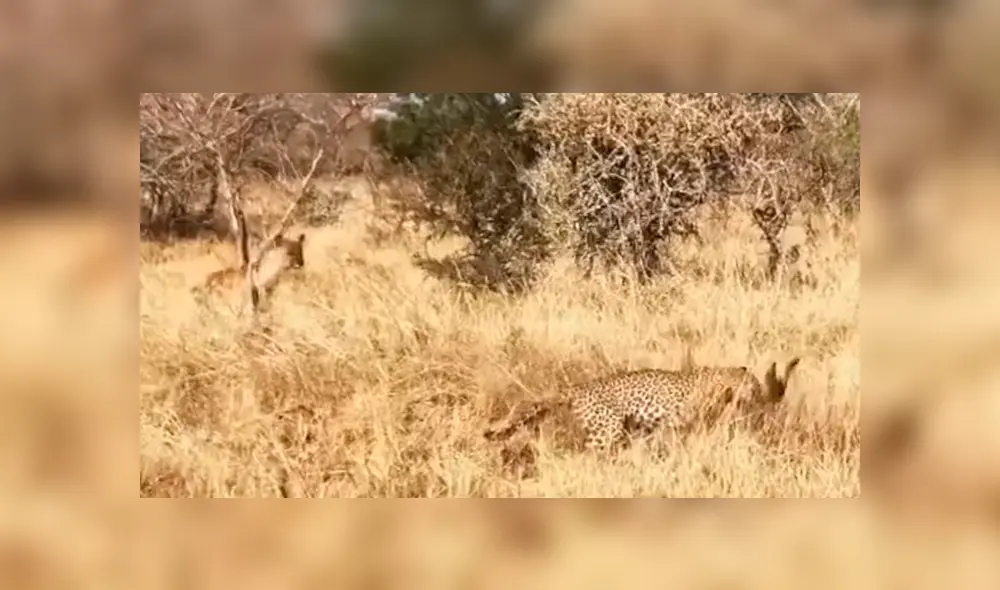 La criatura gritaba por el pánico, pero todo cambó con la llegada de la hiena. Foto: Capture The Wild La criatura gritaba por el pánico, pero todo cambó con la llegada de la hiena. Foto: Capture The Wild