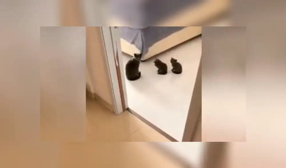 YouTube viral: Gata le enseña a sus crías cómo lavarse la cara y sorprende a miles [VIDEO]