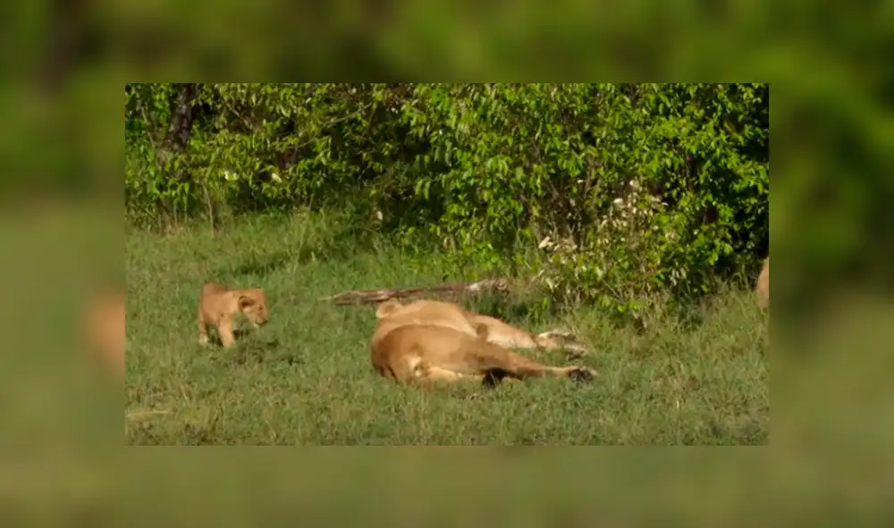 El pequeño león intentó imitar a un felino y terminó por despertar al líder de la manada.. Foto: captura. El pequeño león intentó imitar a un felino y terminó por despertar al líder de la manada.. Foto: captura.