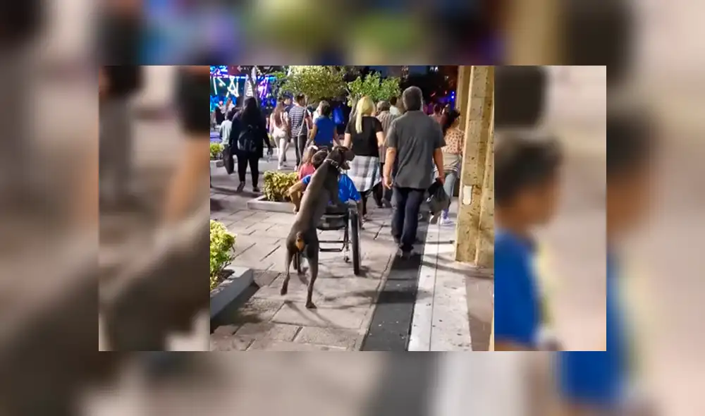 Facebook viral: captan a perro fiel empujando silla de ruedas de su dueño minusválido [VIDEO]