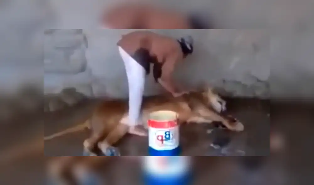 YouTube viral: Este león se dejó bañar cual pequeño gato por hombre que ingresó a su jaula [VIDEO] 