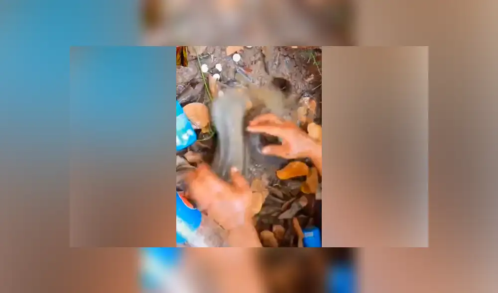 Desliza hacia la izquierda para ver las criaturas que atrapó un pescador. Video viral de YouTube. Desliza hacia la izquierda para ver las criaturas que atrapó un pescador. Video viral de YouTube.