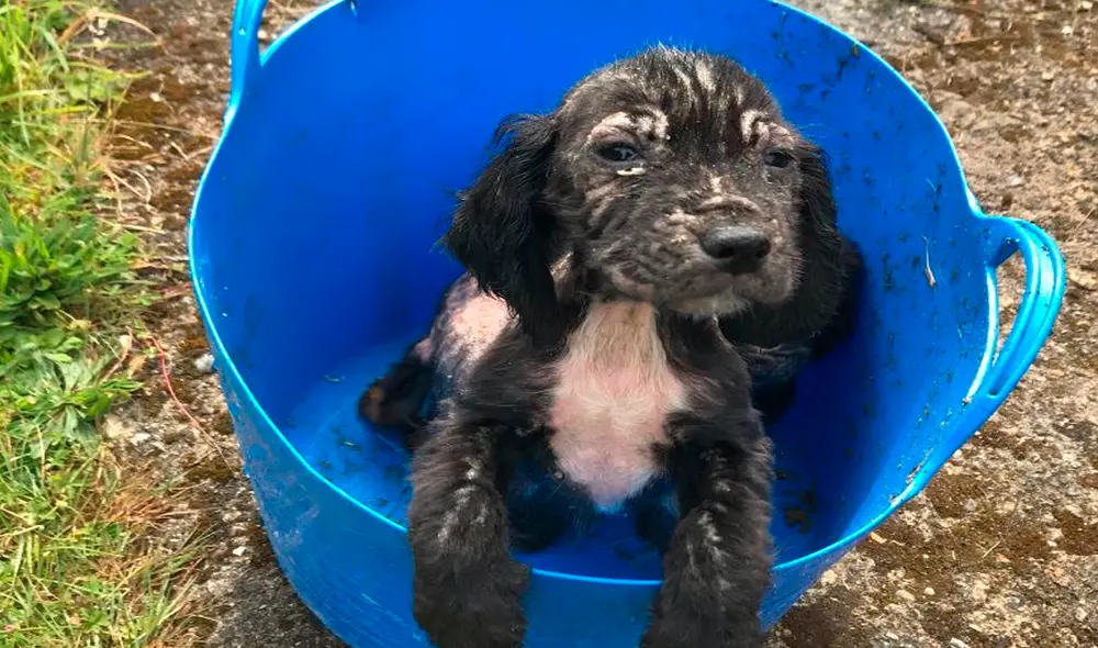 Desliza las imágenes para ver el gran cambio de Budger convertido en perro policía. Foto: captura de Facebook Desliza las imágenes para ver el gran cambio de Budger convertido en perro policía. Foto: captura de Facebook