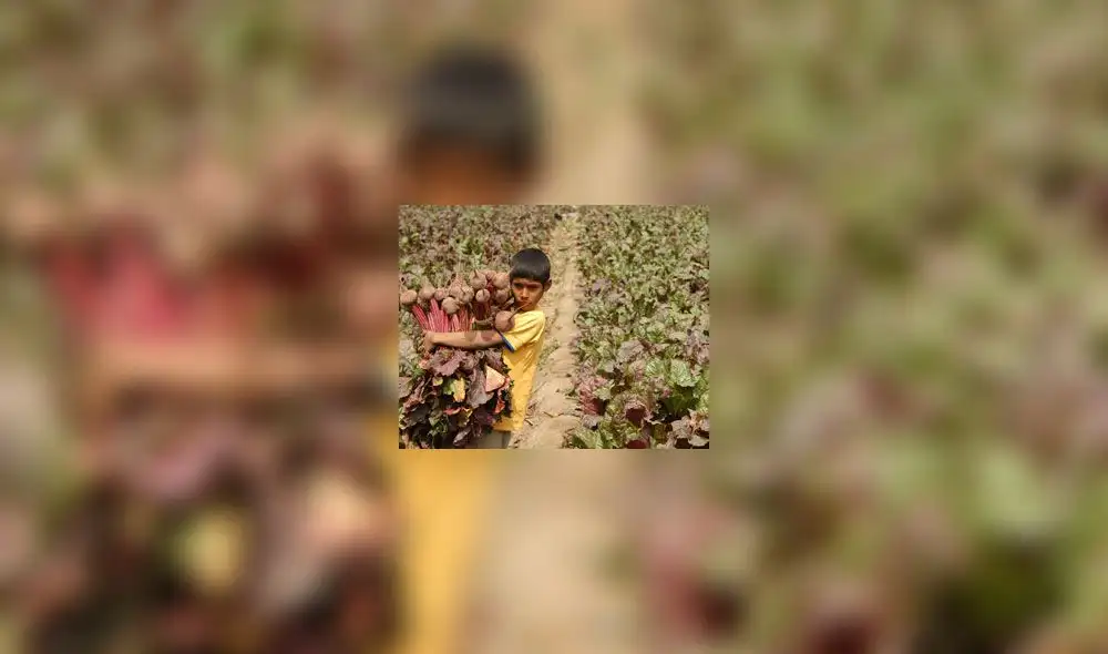 MTPE: 6 de cada 10 niños que trabajan provienen del sector agrícola