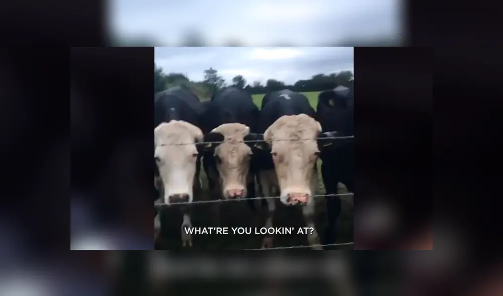 El perrito protagonista del video de Facebook, apretó el botón que bloquea todas las puertas del vehículo impidiéndole entrar a su dueño. El perrito protagonista del video de Facebook, apretó el botón que bloquea todas las puertas del vehículo impidiéndole entrar a su dueño.