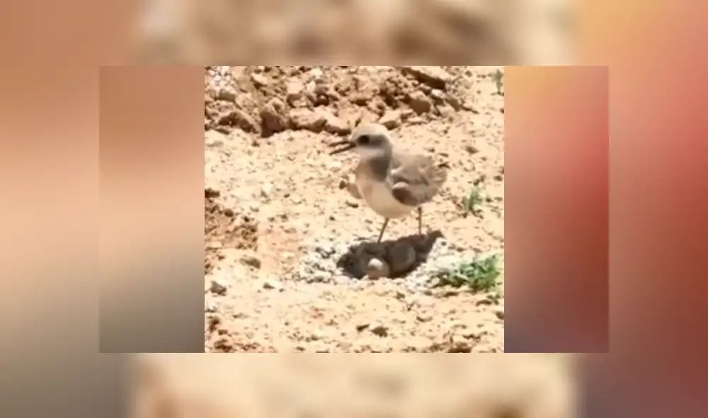 Facebook viral: mamá ave para enorme tractor con su aleteo y evita un trágico final [VIDEO] 