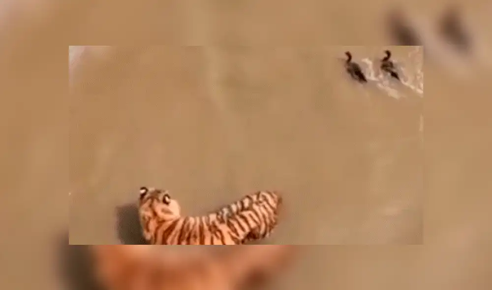 Facebook viral: Patos se burlan cruelmente de un feroz tigre, que entró a su hogar para devorarlos [VIDEO] 
