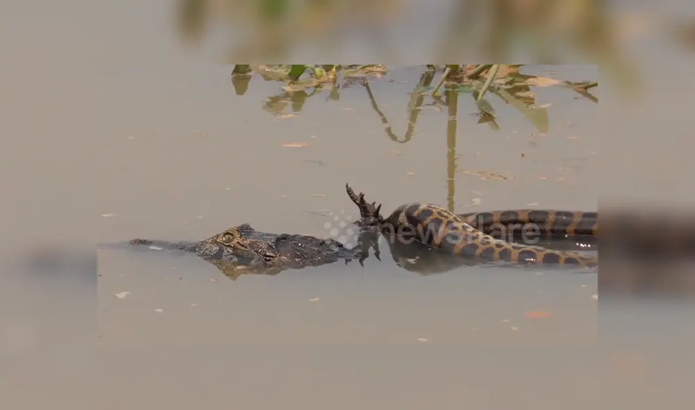 YouTube viral: turista graba brutal pelea entre enorme cocodrilo y anaconda YouTube viral: turista graba brutal pelea entre enorme cocodrilo y anaconda