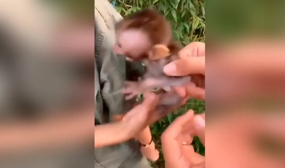 Desliza hacia la izquierda para ver las tiernas escenas del monito que no quiere ser separado de su cuidadora. Foto: captura de Facebook