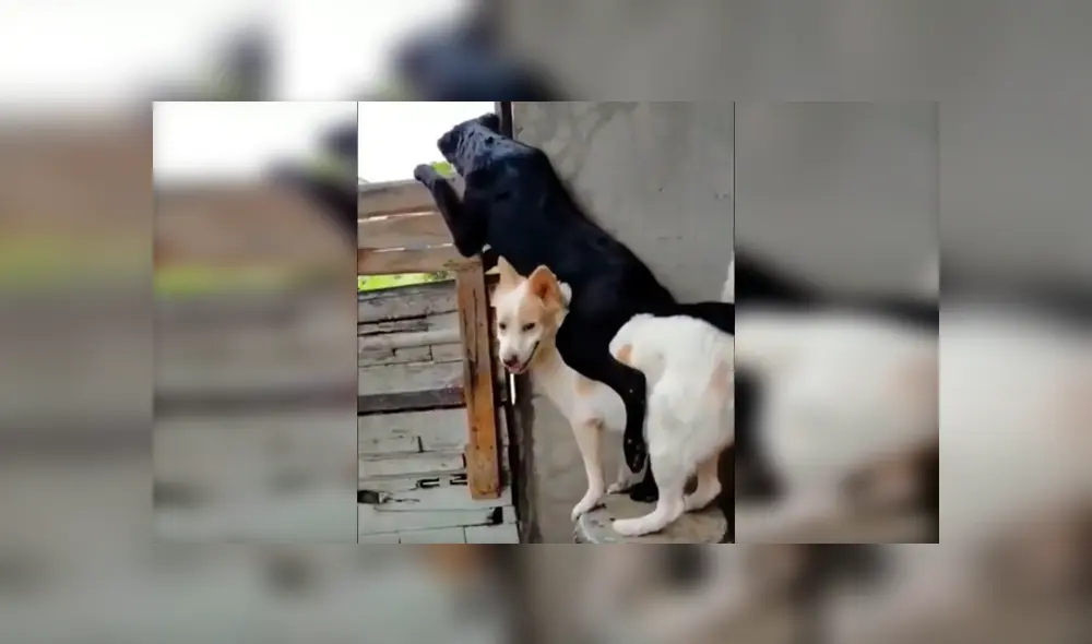 En Facebook, un perro ayudó a su compañero al cargarlo en su lomo para que este pueda apreciar a su pareja. En Facebook, un perro ayudó a su compañero al cargarlo en su lomo para que este pueda apreciar a su pareja.