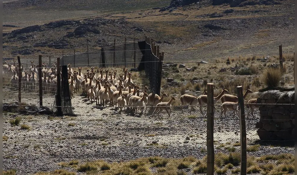 Reserva Nacional Pampa Galeras cumple 50 años como área natural protegida [FOTOS]