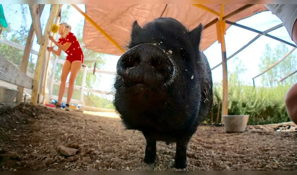 Miley Cyrus y Liam Hemsworth se enfrentarían por custodia de sus mascotas [FOTOS]