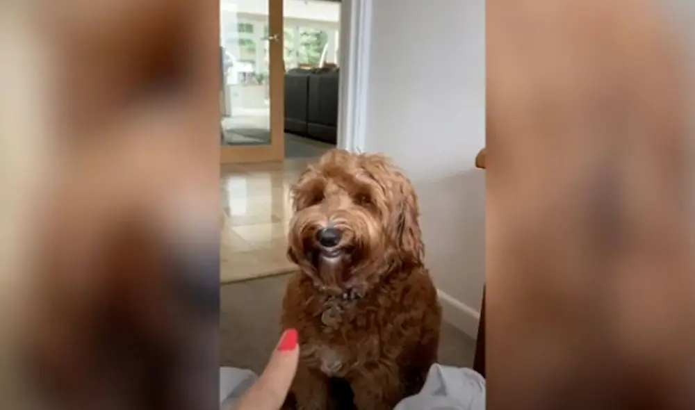 Desliza las imágenes para observar la singular reacción de una perrita para impedir que le llamen la atención. Foto: Composición/ Caters Clips