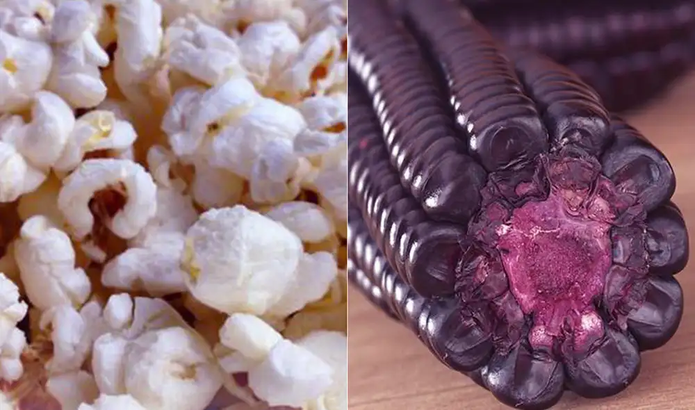 maiz morado