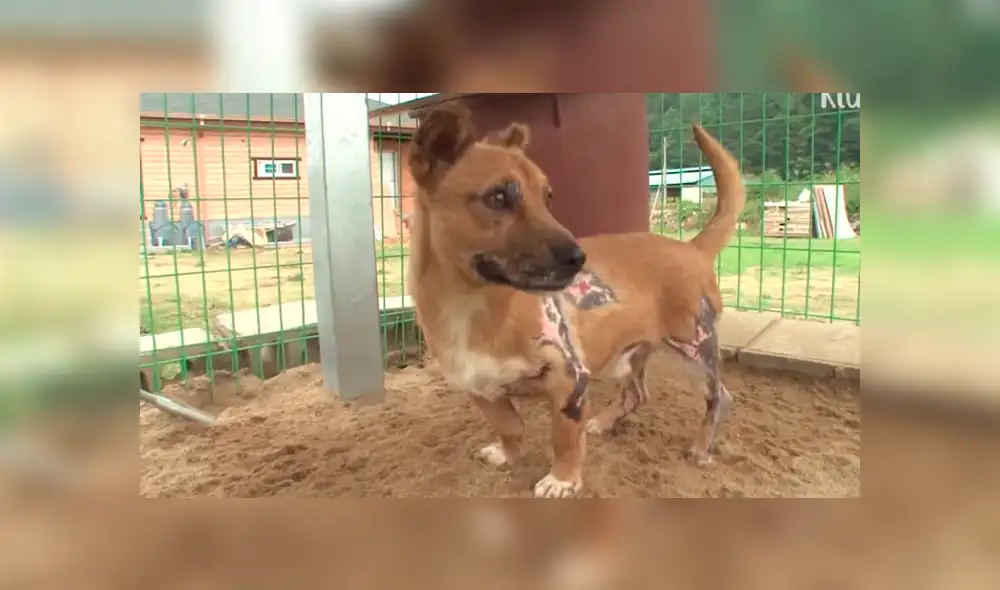 Facebook viral: Perro con quemaduras severas fue rescatado por un 'ángel' y ahora luce así [FOTOS]