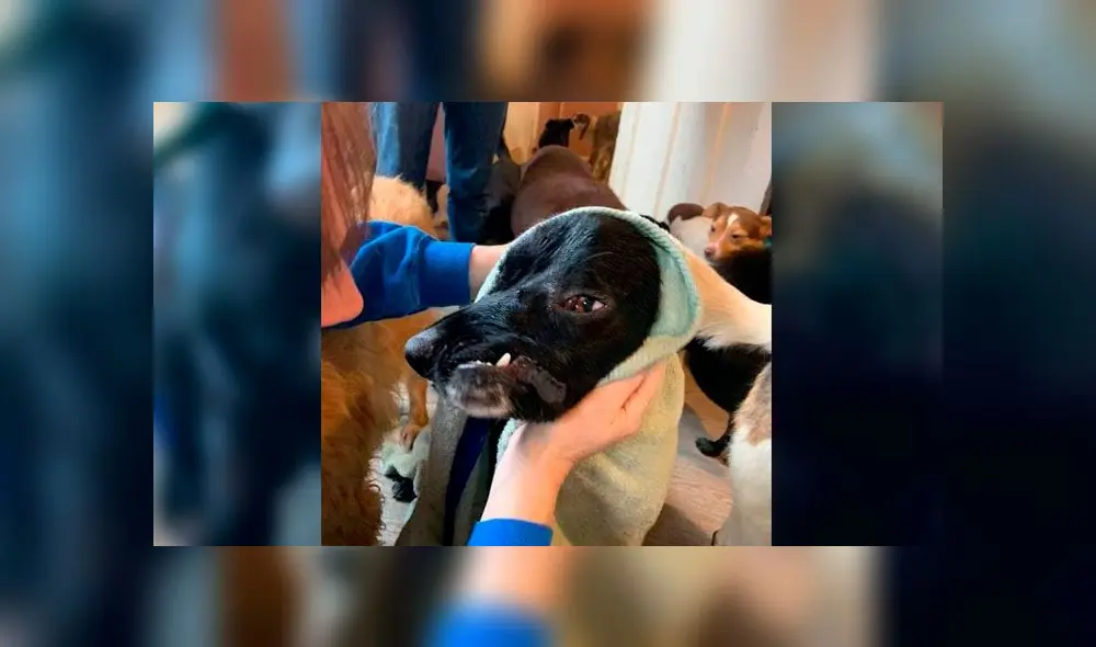 Perro con cara torcida