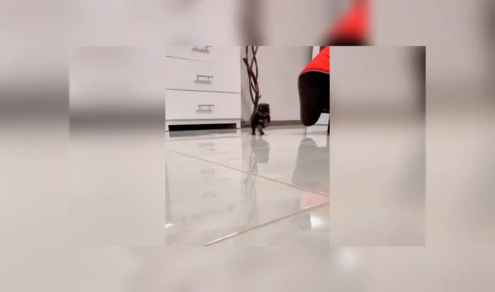 Desliza las imágenes para conocer el tierno comportamiento de un perro bebé al escuchar su canción favorita. Foto: Captura.