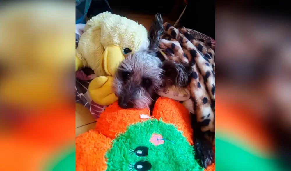 Desliza las imágenes para apreciar el conmovedor tatuaje de un perro que se hizo una joven en el brazo. Foto: Facebook