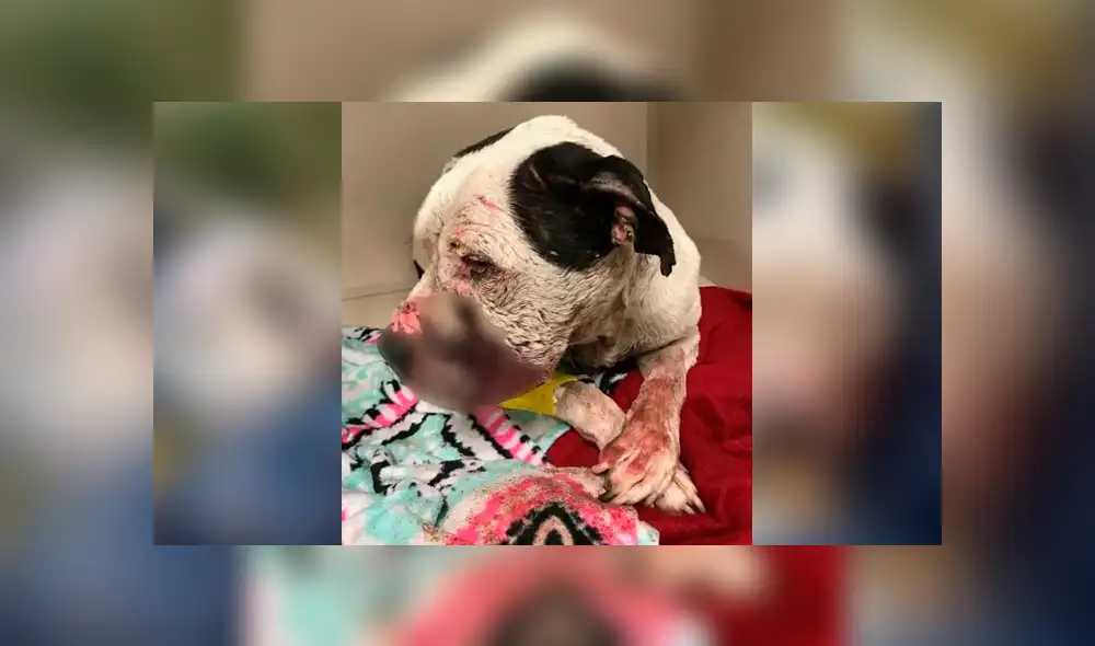 Facebook: perro fue maltratado y abandonado en una bolsa de basura, se recuperó y ahora luce así