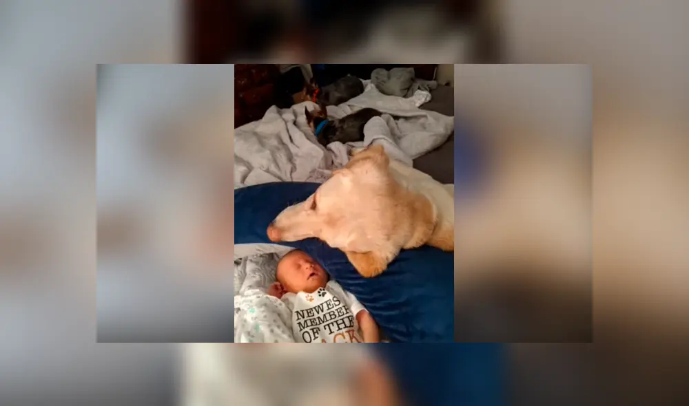 Desliza las fotografías para ver la cautivadora escena que logró ver una madre entre su mascota y su bebé. Foto: Captura/Facebook