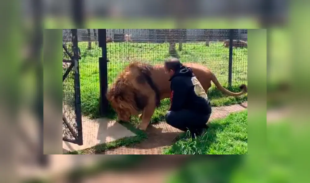 Un video viral de Facebook registró el preciso instante en que un cuidador de leones ingresó al recinto de un enfadado depredador. Un video viral de Facebook registró el preciso instante en que un cuidador de leones ingresó al recinto de un enfadado depredador.