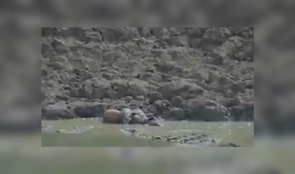 Desliza hacia la izquierda para ver el brutal ataque de una serpiente pitón a un ciervo, escena que consternó a miles en YouTube. Desliza hacia la izquierda para ver el brutal ataque de una serpiente pitón a un ciervo, escena que consternó a miles en YouTube.