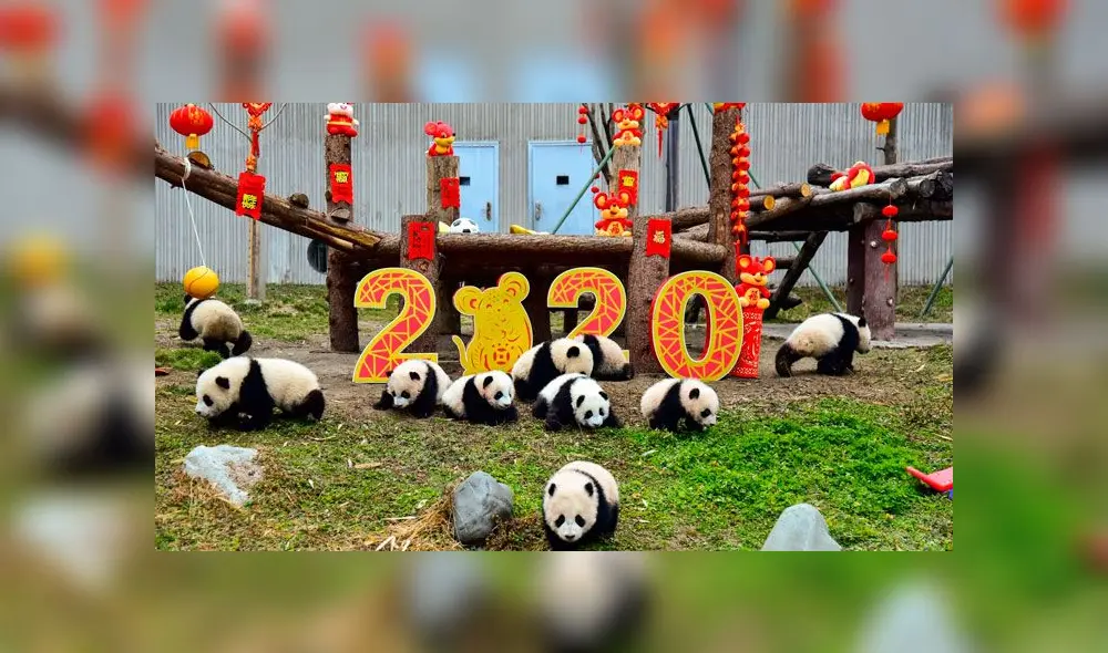 Zoológico de Sichuan en China, ambientado por el Año Nuevo Lunar 2020. Foto: AFP Zoológico de Sichuan en China, ambientado por el Año Nuevo Lunar 2020. Foto: AFP