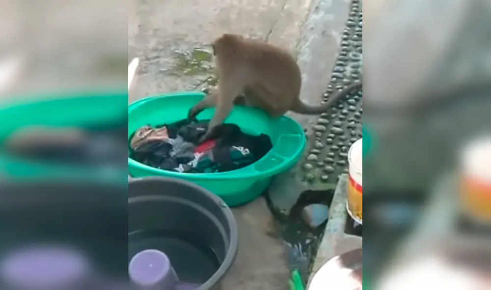 Desliza las imágenes para ver al monito que lava la ropa con suma dedicación. Foto: Captura de YouTube