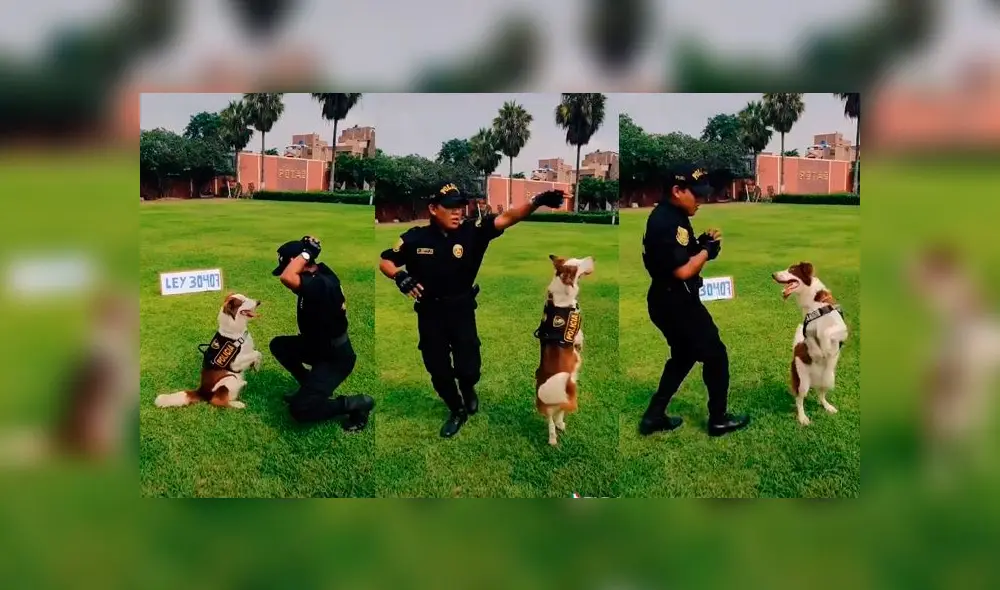 Desliza las imágenes para ver la divertida coreografía que hizo un perro policía con un oficial peruano. Foto: @policiaperu Desliza las imágenes para ver la divertida coreografía que hizo un perro policía con un oficial peruano. Foto: @policiaperu