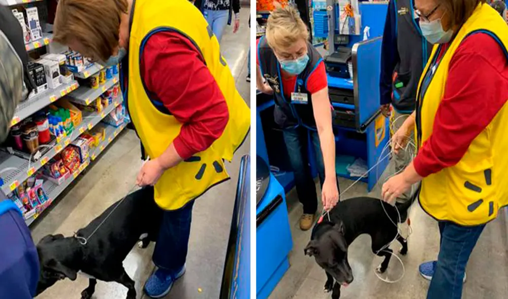 Desliza las imágenes para conocer la conmovedora historia de una perrita se reencontró con su dueña tras desaparecer por días. Foto: Facebook