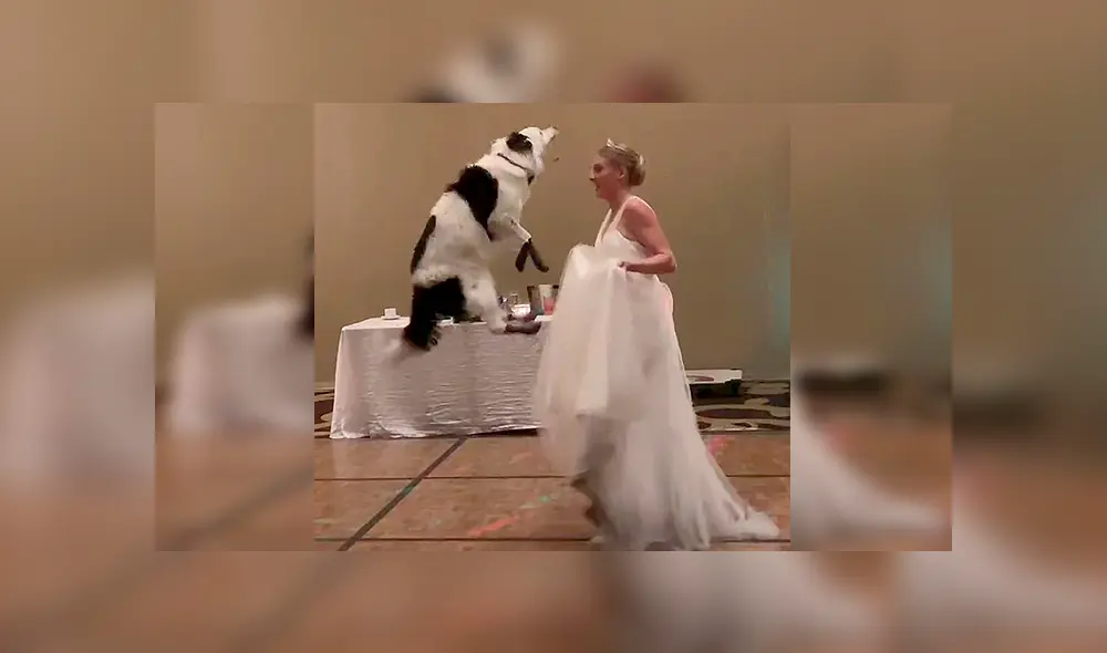En Facebook, una chica sorprendió a los invitados de su boda tras realizar una increíble coreografía con su perro. En Facebook, una chica sorprendió a los invitados de su boda tras realizar una increíble coreografía con su perro.