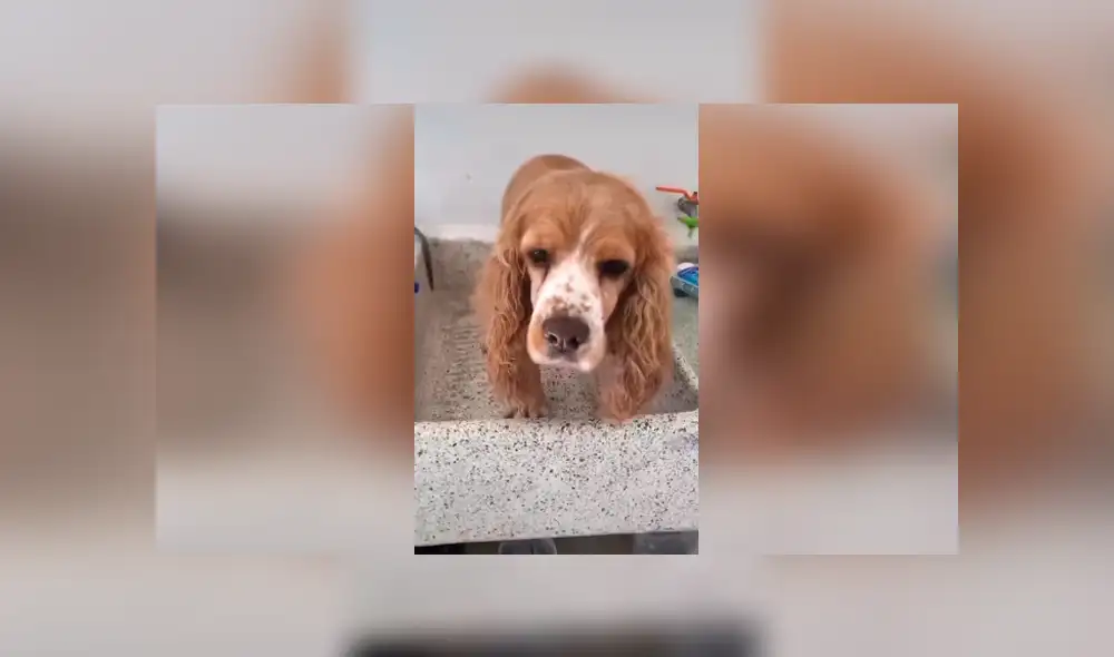 Desliza las imágenes hacia la izquierda para observar el comportamiento de un perro para impedir tomar un baño. Desliza las imágenes hacia la izquierda para observar el comportamiento de un perro para impedir tomar un baño.